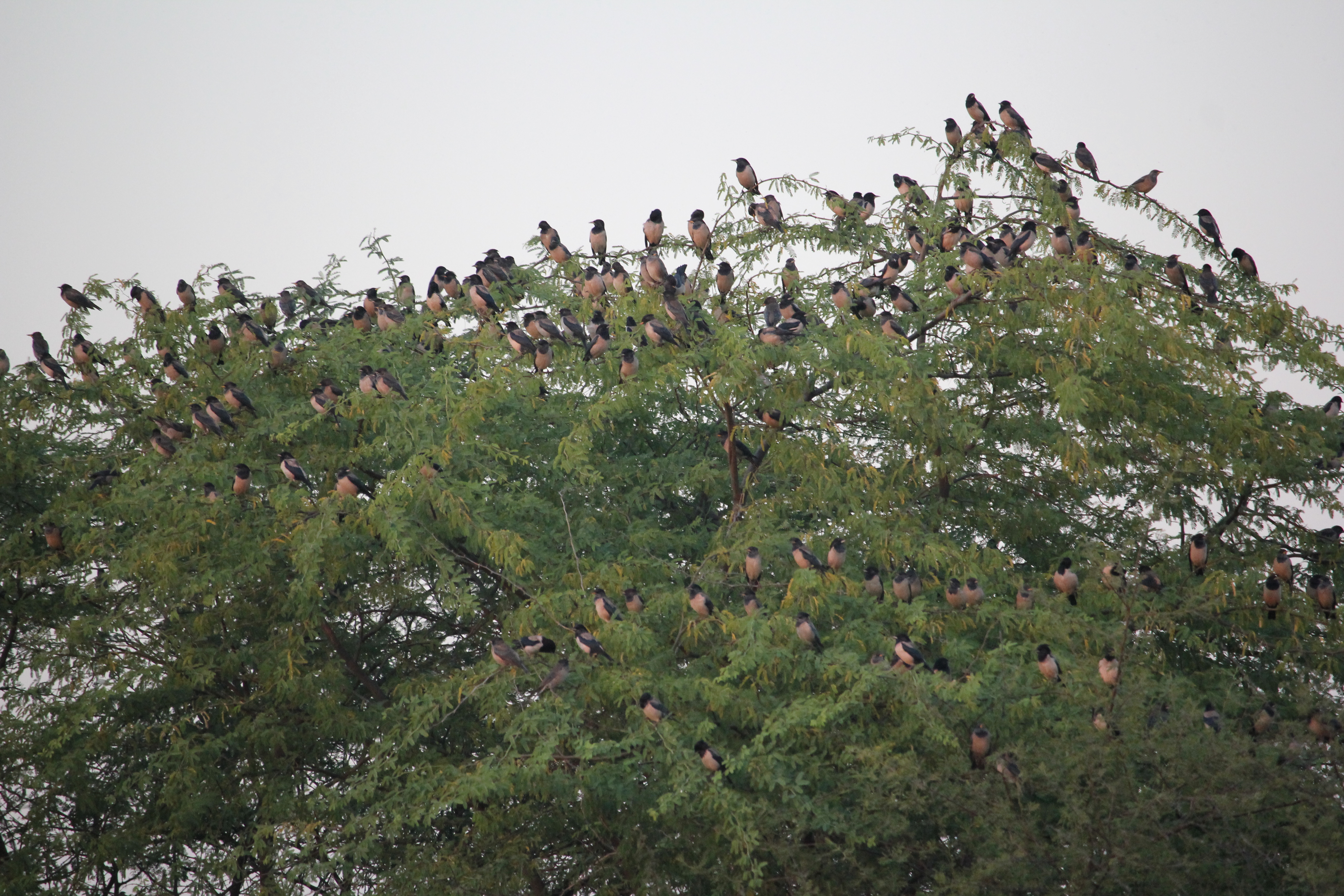 Rosy Starling Flock